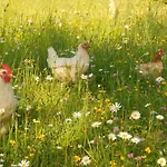 Vakantieboerderij Familienbauernhof Imitz,