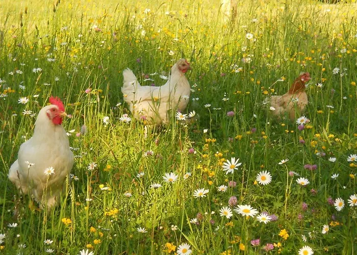 Çiftlik konaklama Familienbauernhof Imitz,