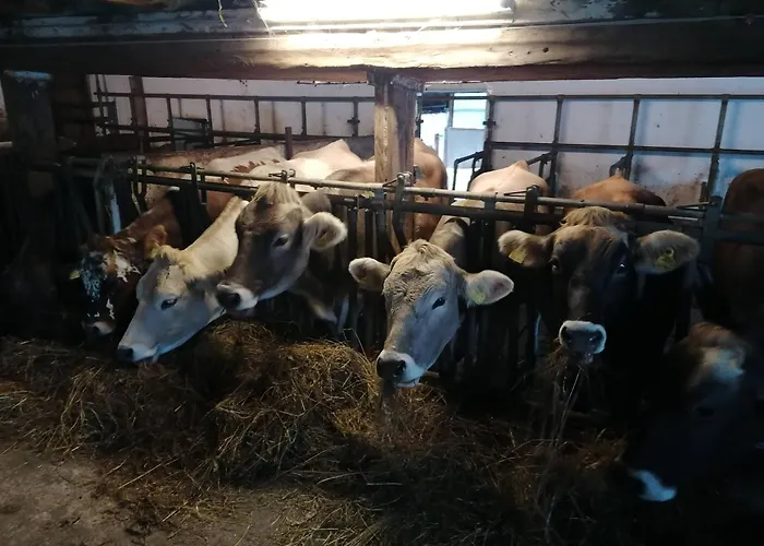 Familienbauernhof Imitz, Çiftlik konaklama