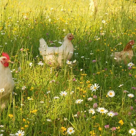 ファームステイ Familienbauernhof Imitz,