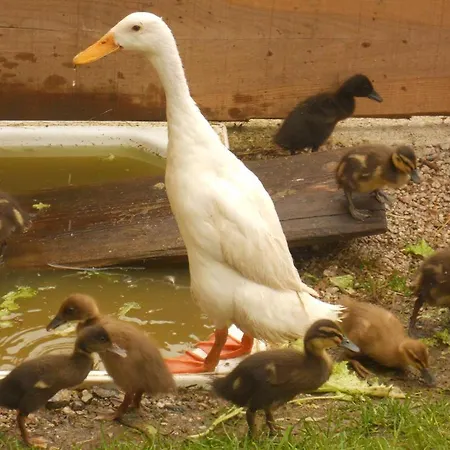 Séjour à la ferme Familienbauernhof Imitz, Spital Am Pyhrn