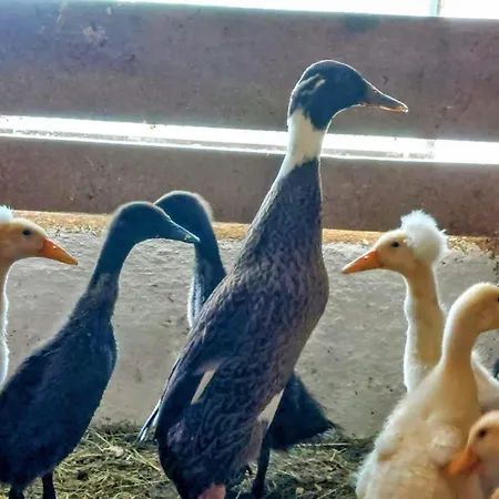 Familienbauernhof Imitz, Séjour à la ferme Spital Am Pyhrn