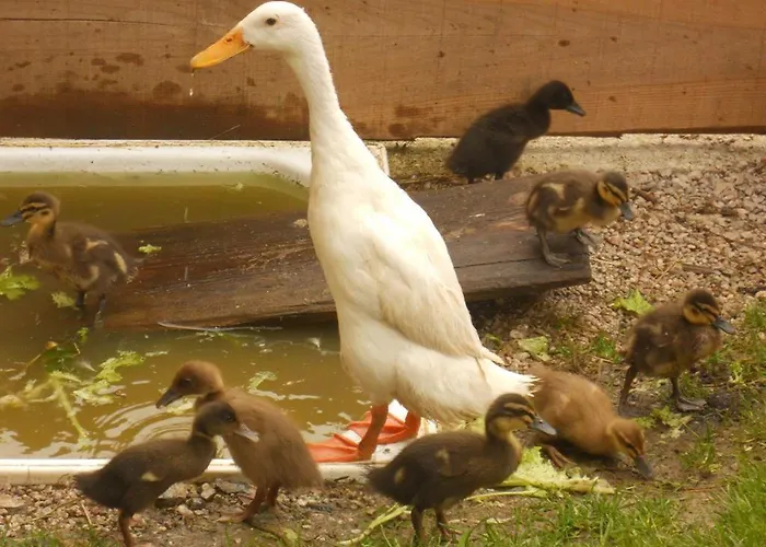 Κατάλυμα σε φάρμα Familienbauernhof Imitz, Spital Am Pyhrn